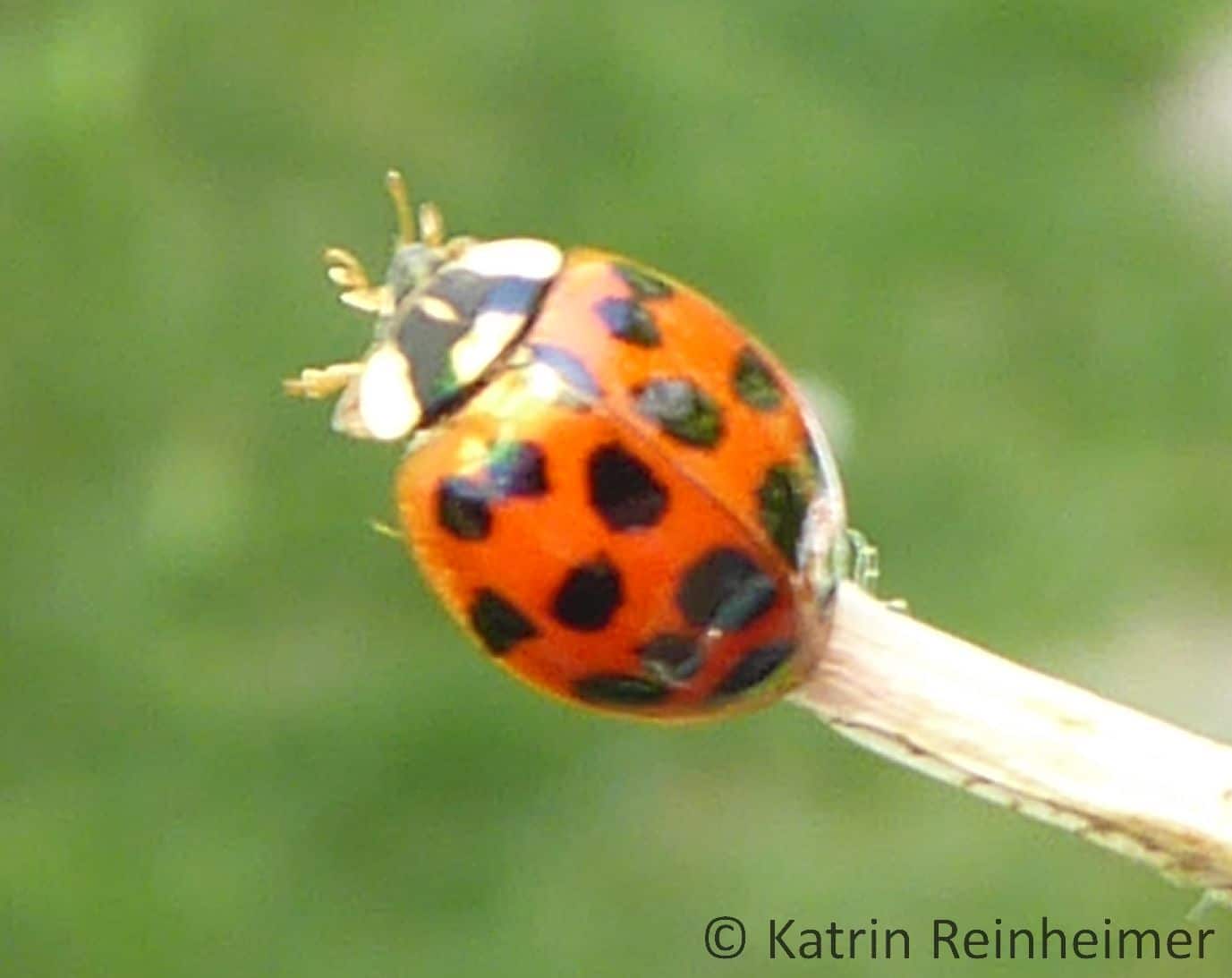 Ein roter Marienkäfer mit schwarzen Punkten.