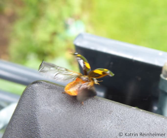 Zum Fliegen hebt der Marienkäfer die Deckflügel an und entfaltet seine Flügel.