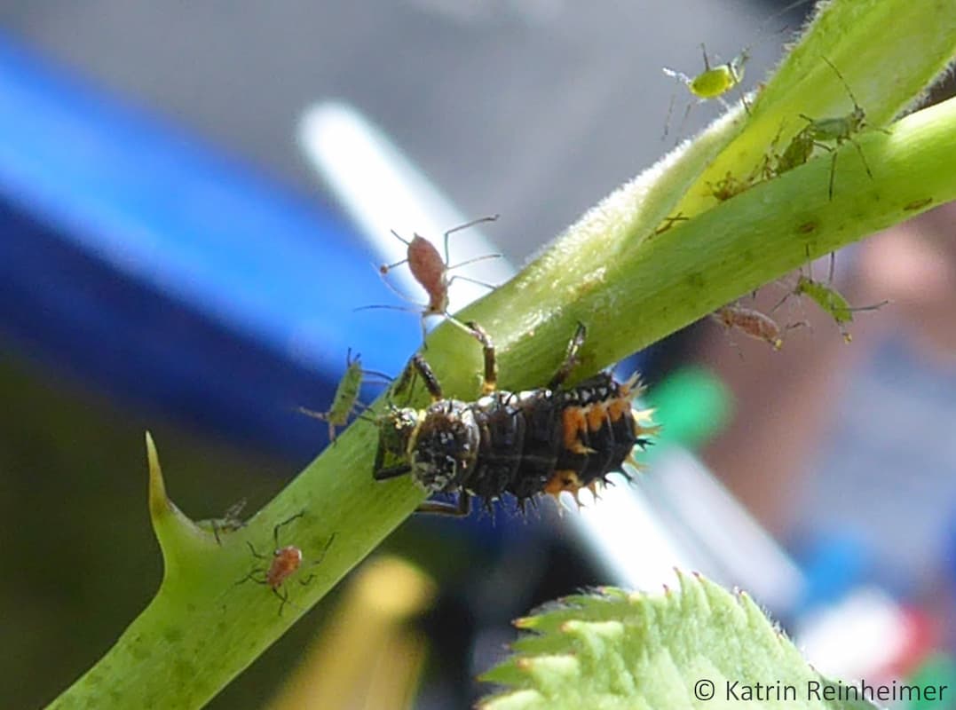 Eine Marienkäferlarve frisst eine Blattlaus.
