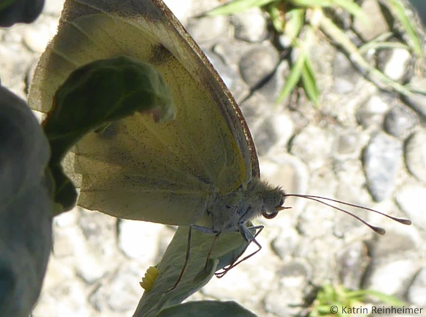 Zur Ablage der einzelnen Eier bewegt der Schmetterling seinen Hinterleib hoch und runter.
