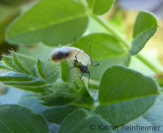 Eine Schwebfliegenlarve beim Aussaugen einer Blattlaus.