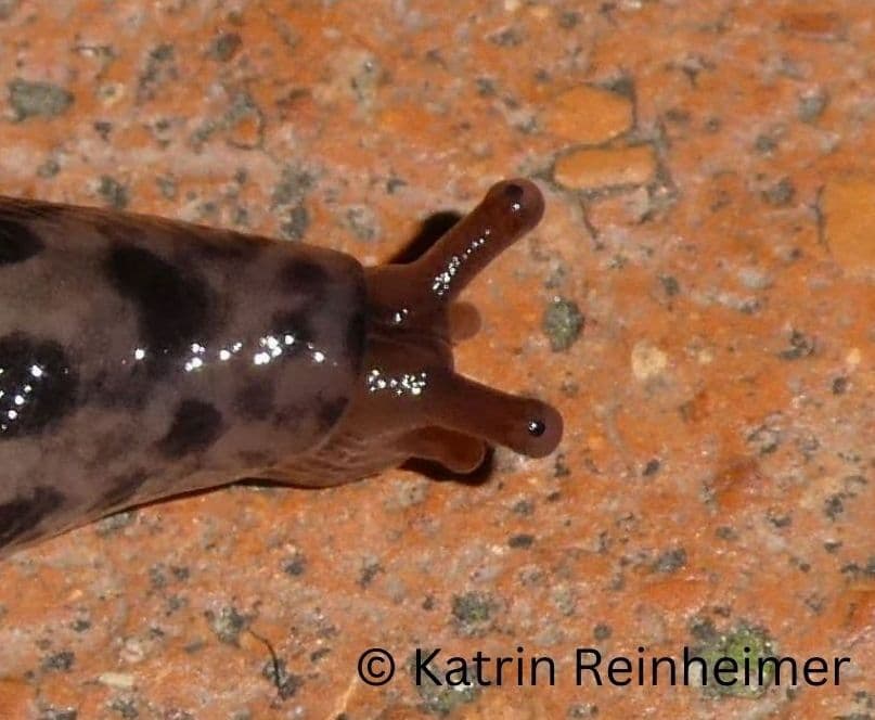 Die Fühler eines Tigerschnegels. Die schwarzen Punkte sind die Augen.