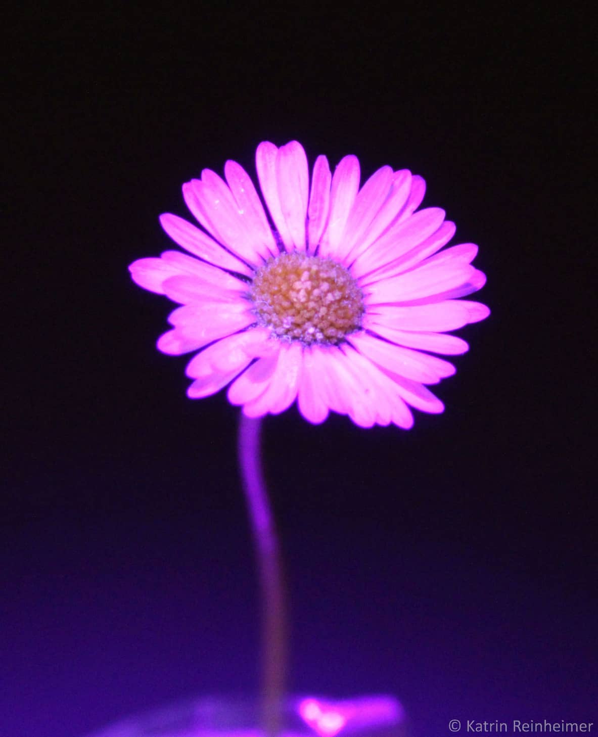 Eine Gänseblümchen-Blüte unter UV-Licht.