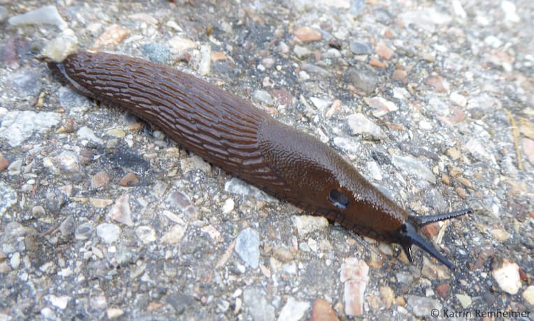 Bei der Wegschnecke befindet sich das Atemloch im vorderen Teil des Mantelschilds.